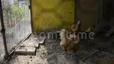 在传统农村酒吧的鸡舍里关着公鸡和母鸡。 金凤鸡和鸡在鸡舍饲养